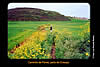 Caminho de Flores, Cirauqui